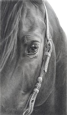 a black and white drawing of a horse's face with the bridle down