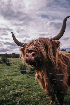 an animal with long hair standing behind a wire fence on a grassy field under a cloudy sky