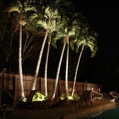 palm trees line the edge of a swimming pool at night