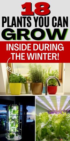 Grow Food Inside, Winter Garden Ideas, Green Onions Growing, Survival Garden, Growing Basil, Inside Garden