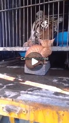 an orange cat in a cage playing with a ball on top of a table next to another cat