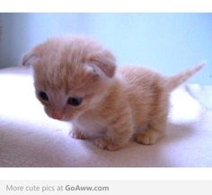 a small orange kitten sitting on top of a bed