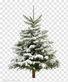 a small pine tree with snow on it's branches, in front of a white background