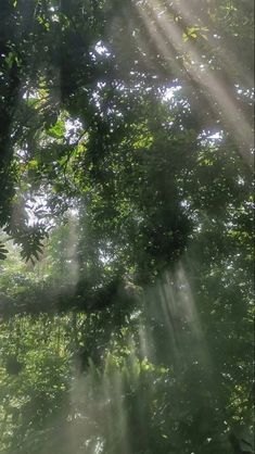 sunlight shining through the leaves of a tree in a forest with sunbeams and green foliage