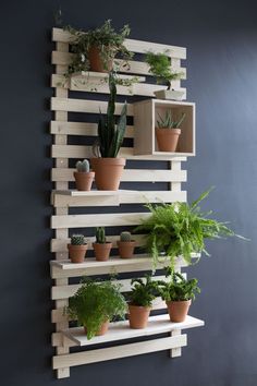 several potted plants are arranged on wooden shelves in front of a dark blue wall