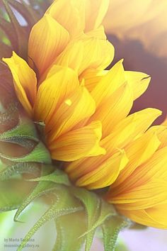 a large yellow sunflower with green stems in the foreground and a blurry background