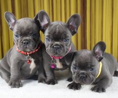 three blue - eyed puppies are sitting next to each other