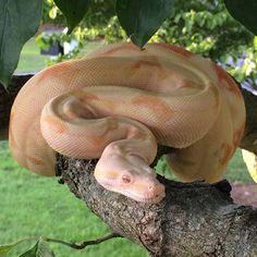 a large orange snake sitting on top of a tree branch