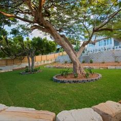 a large tree in the middle of a yard