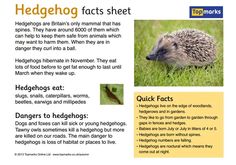 a hedgehog fact sheet with information about it