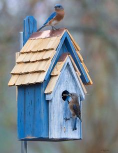 two birds sitting on top of a blue birdhouse