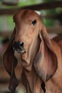 a close up of a brown dog with its head turned to the side and it's eyes open