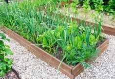 a garden filled with lots of green plants next to rocks and gravel on the ground