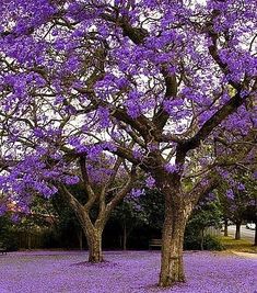 the trees are blooming very nicely in the park