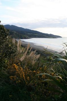 the beach is surrounded by tall grass and yellow flowers