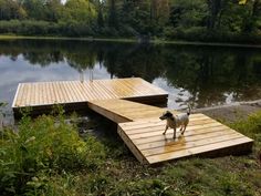 a dog is standing on a wooden dock