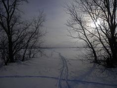 the sun shines brightly through the trees on a snowy day with tracks in the snow