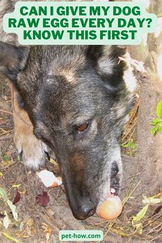 a dog chewing on an orange ball with the caption can i give my dog rawedge every day? know this first