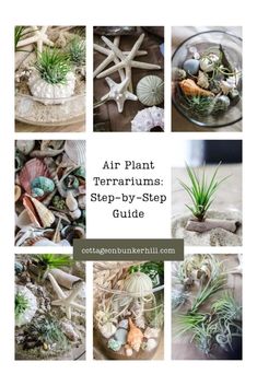 air plant terrariums step - by - step guide