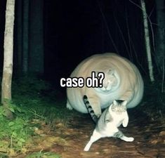 two cats playing in the woods at night with caption saying, case oh?