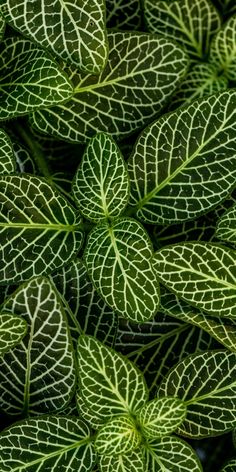 green and white leafy plants are close up in this image, the leaves appear to be very large