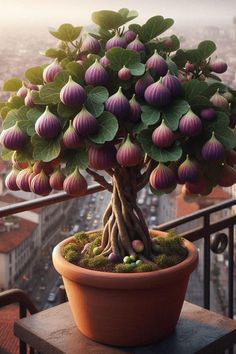 a bonsai tree with purple flowers in a pot on a balcony overlooking the city