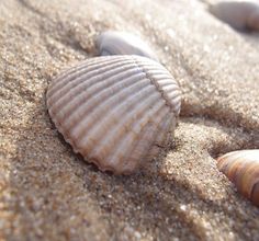 two seashells are on the sand and one shell is in the sand with other shells