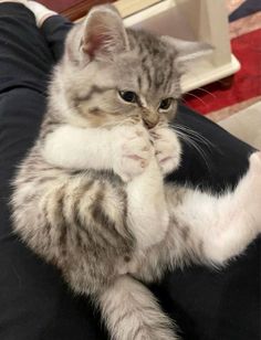 a cat is sitting on its back with it's paws in the air and looking at the camera