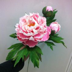 a person holding a pink and white flower in their hand with green leaves on it