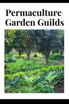 the cover of permaculture garden guides with oranges in trees and plants