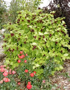 a bush with red flowers and green leaves in the ground next to some shrubbery