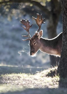 a black and white photo of a deer standing next to a tree