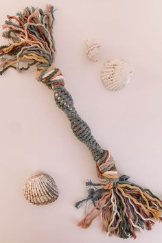 an assortment of seashells and seaweed on a white surface