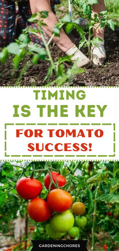 Crack the Tomato Code: Perfect Planting Timing for Your Favorite Varieties! 🍅⏰ #TomatoWisdom When To Harvest Tomatoes, When To Plant Tomatoes, Plant Advice, Plant Tomatoes, Tomato Growing, Ti Plant, Vegetable Harvest, When To Plant, Tomato Season