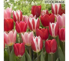 many red and white tulips in a garden