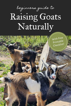 Beginners Guide to Raising Goats Naturally Goats For Beginners, Mini Goats, Pet Goat, Goat Herding, Raising Farm Animals