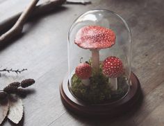 three red mushrooms under a glass dome on a wooden table