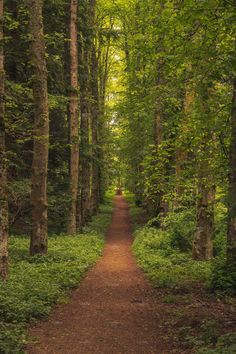 a dirt path in the middle of a forest with lots of trees on both sides