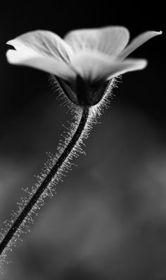 a black and white photo of a flower