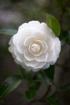 a white flower with green leaves in the background