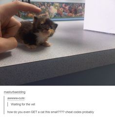 a person holding a tiny kitten on top of a counter next to a white piece of paper