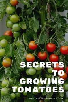 tomatoes growing on the vine with text overlay that reads secrets to growing tomatoes