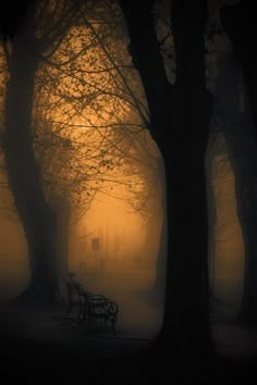 a park bench sitting in the middle of a foggy forest