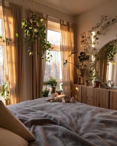 a cat laying on top of a bed in front of two windows with plants growing out of them