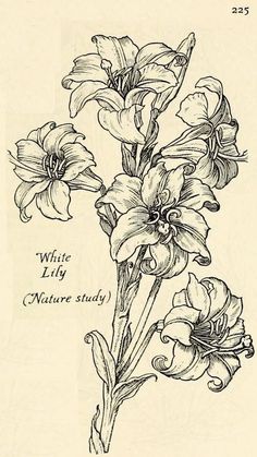 a drawing of some flowers with the words white lily nature study on it's side