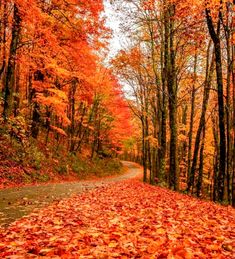 an autumn scene with leaves on the ground and trees lining the road in the background