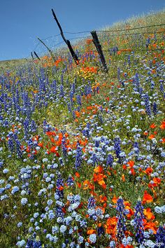 a field full of wildflowers next to a barbed wire fence