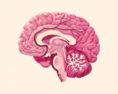 an illustration of the human brain in pink and white colors, with two sections showing the cerebratorys