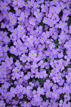 purple flowers with yellow centers in the middle