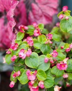 pink flowers are blooming on green leaves in the garden, close - up view